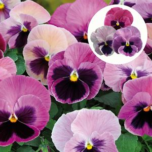 Afbeelding van Viola P9 Grootbloemig Pink shades